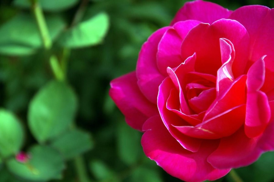 wspaniała róża wielkokwiatowa